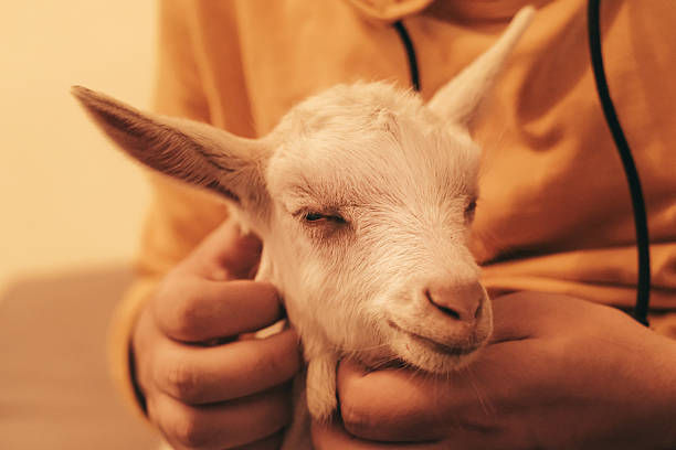 young man is hugging a little goat,indoor