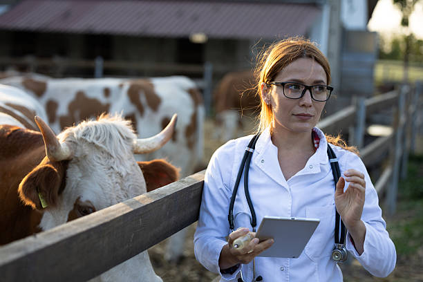istock Vet readying syringe to vaccinate cows 2235909993
