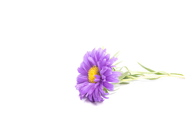Aster Flower after the Rain Isolated on White