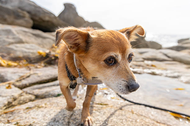 istock A small dog is walking on a rocky beach 2235910266