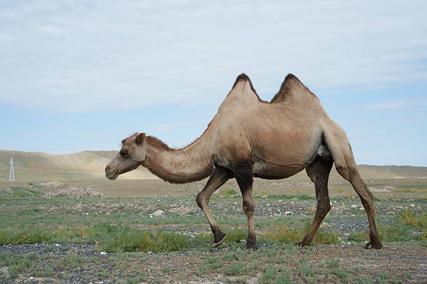 istock Camels grazing outdoors 2235910583