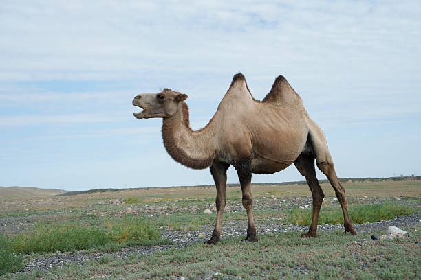 istock Camels raised outdoors 2235910611