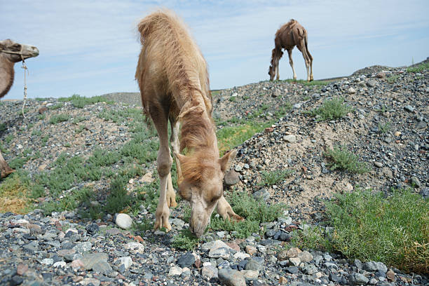 camel