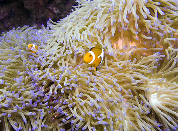 istock Clownfish in sea anemone, Malaysia 2235910708