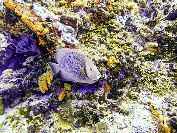 Gray angelfish (Pomacanthus arcuatus) swimming close to coral reef in Belize.