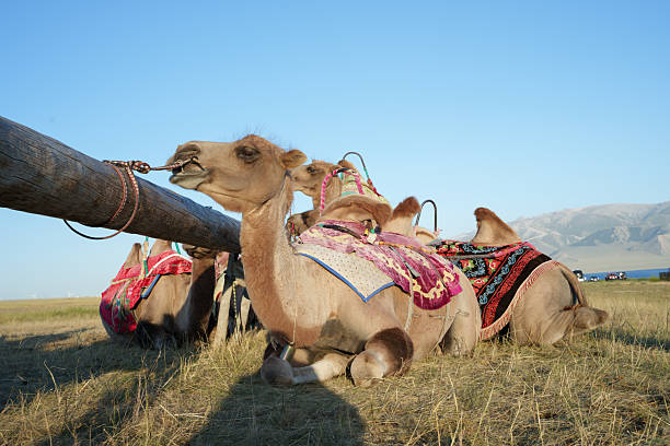 Tourists taking a rest while riding camels