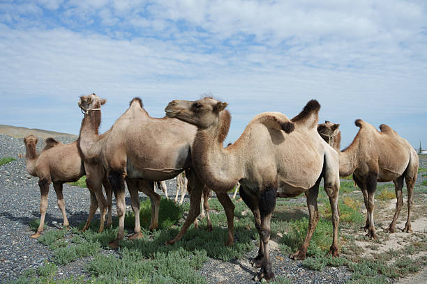 Bactrian camel