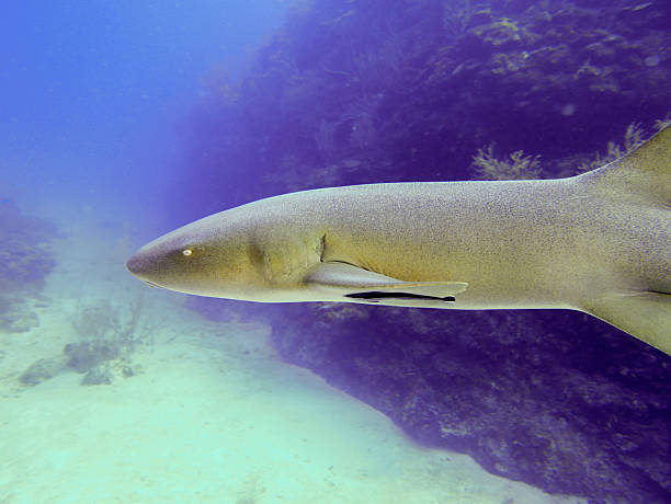istock Nurse shark swimming along reef wall in Belize 2235910893
