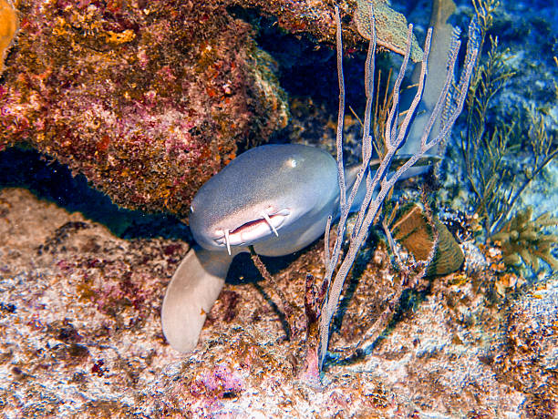 A nurse shark (Ginglymostoma cirratum) peeks out from a coral reef crevice in Belize.