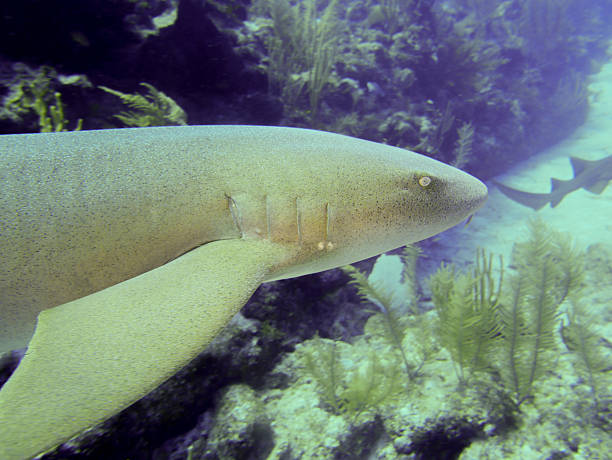 istock Nurse shark close side view in coral reef, Belize 2235911192