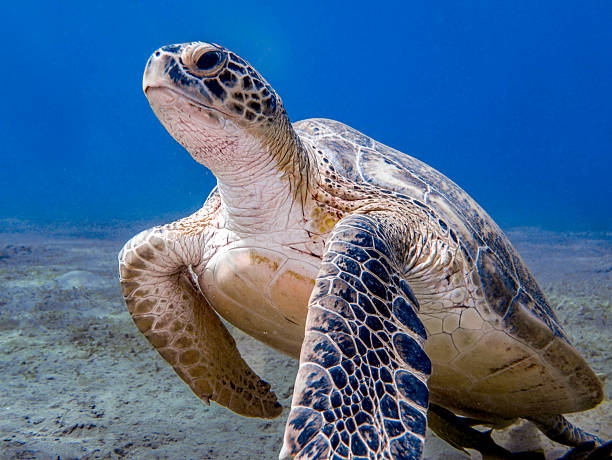 istock Green sea turtle close-up resting on seabed, Red Sea, Egypt 2235911296