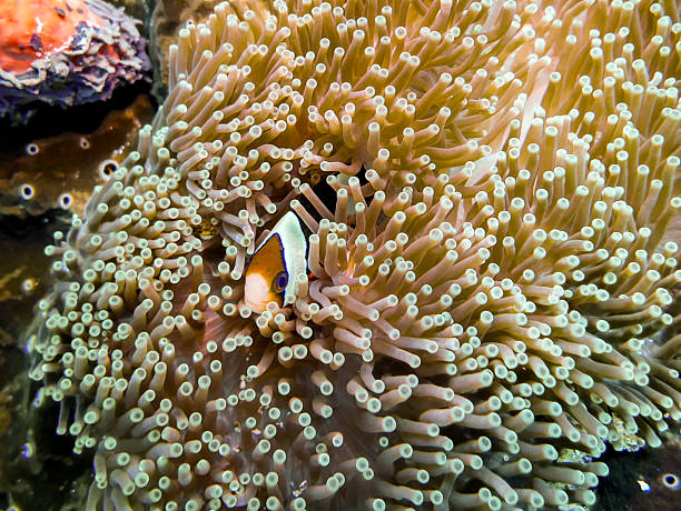 istock Clark’s anemonefish in sea anemone, Bali 2235911317