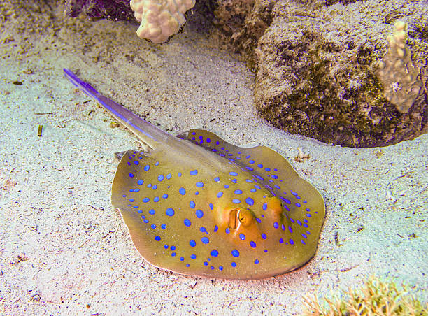 istock Blue-spotted stingray resting on sandy seabed, Red Sea, Egypt 2235911320