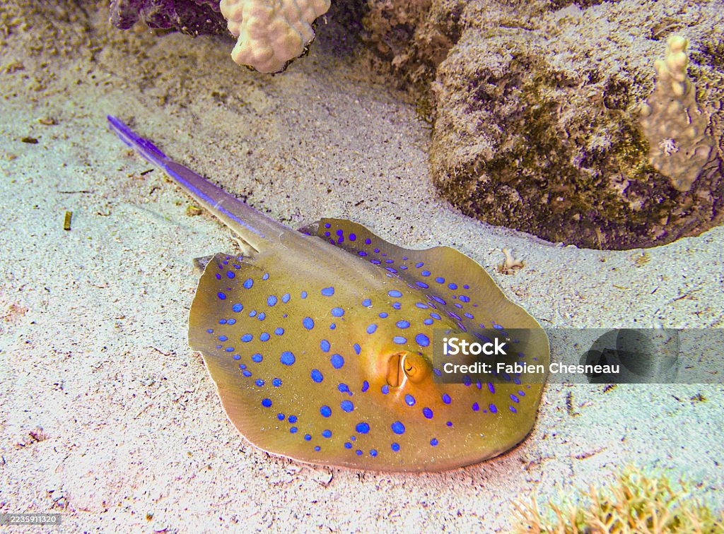Pisica de mare cu pete albastre odihnindu-se pe fundul nisipos, Marea Roșie, Egipt - Fotografie de stoc Animal fără redevențe Pisica de mare cu pete albastre odihnindu-se pe fundul nisipos, Marea Roșie, Egipt - Fotografie de stoc Animal fără redevențe
