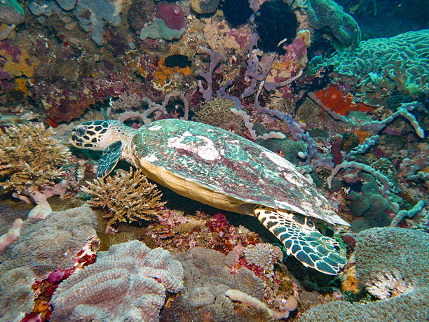 Hawksbill sea turtle resting on a coral reef in Bali, Indonesia
