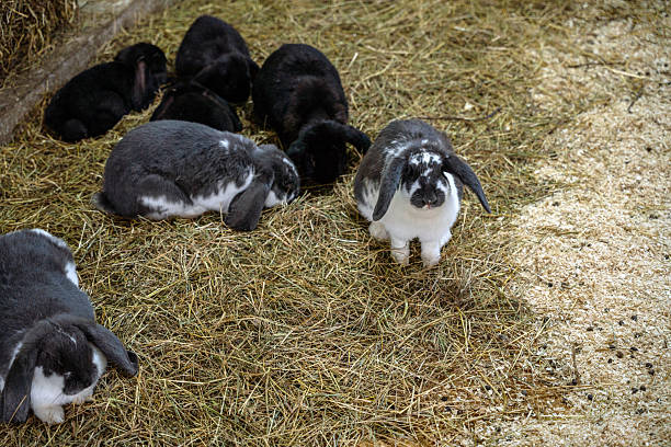 A group of lop-eared rabbits sit on a layer of hay, blending colors and calmness, creating a peaceful rural atmosphere.
