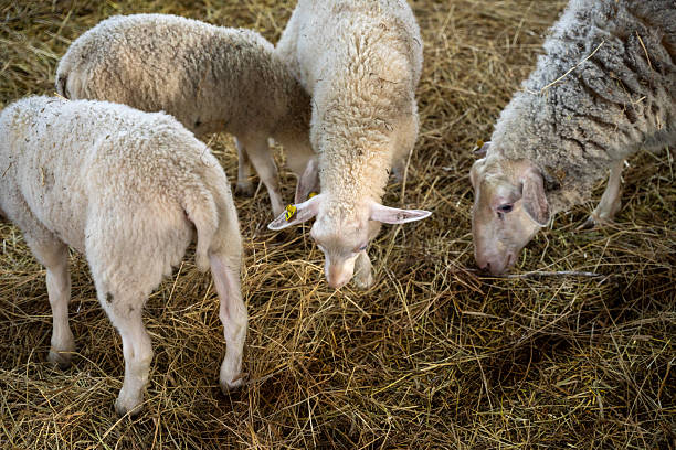 A rustic barn scene featuring a group of sheep and lambs on a straw-covered floor, highlighting a serene agricultural setting. Perfect for showcasing rural lifestyle, animal care, and farming activities.