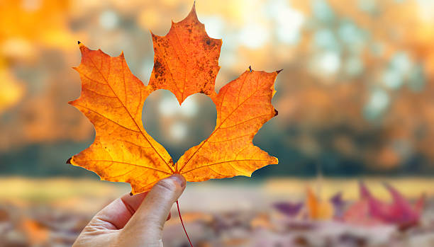 istock hand holding a beautiful autumn leaf with a heart inside 2235914038