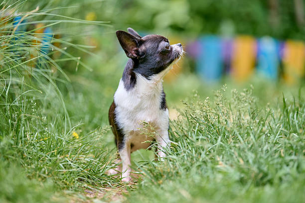 istock Chihuahua in lush garden setting 2235914243