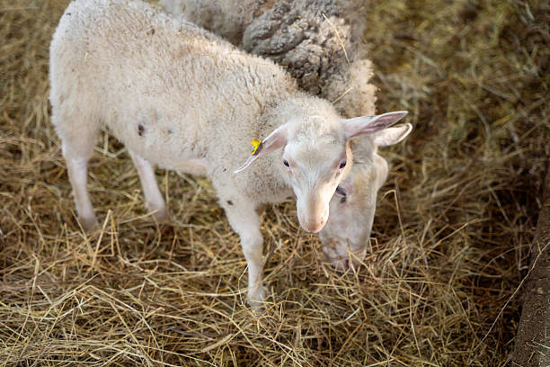 A tender interaction between a ewe and her lamb, captured in a rustic barn environment, surrounded by straw bedding, emphasizing warmth, belonging, and agricultural life.