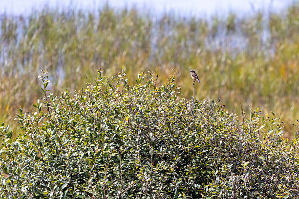 A bird is perched on a tree branch in a field