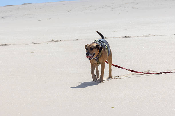 An unusual view of dog walking on the beach.Please see some similar pictures from my portfolio: