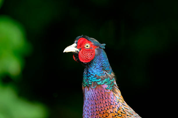 Portrait of pheasant
