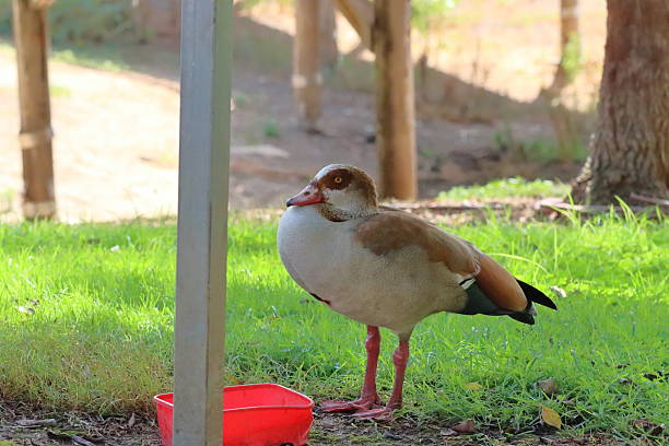 Egyptian Goose (Anser anser) in the garden.