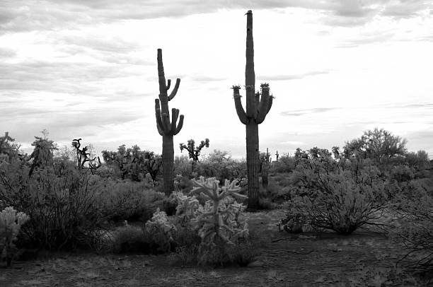 istock Black and White Sonoran Desert Arizona 2235919242