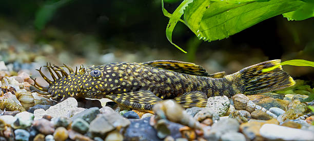 istock Side Close-up view of an Ancistrus catfish 2235919866