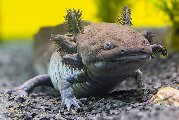istock Close-up view of an Axolotl (Ambystoma mexicanum) 2235919867