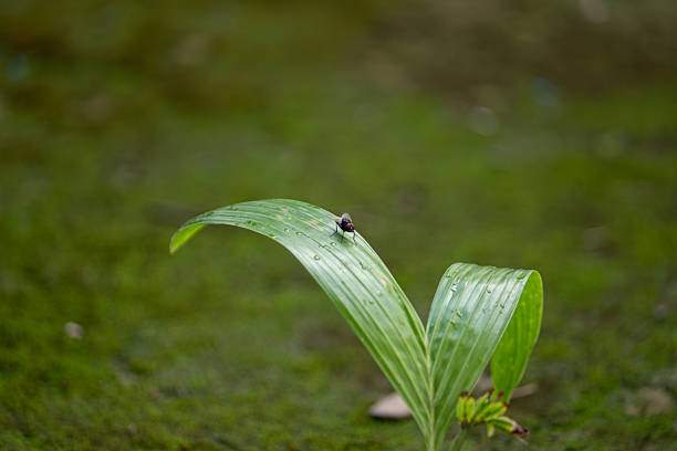 A minimalist nature background. This image is perfect for designs needing a clean, natural feel with a small point of interest.
