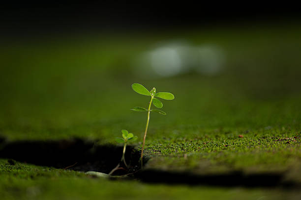 An award-worthy conceptual image of resilience and the power of nature. This shot is perfect for motivational content, environmental themes, or projects needing a strong, hopeful visual.