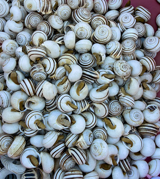 A collection of edible snails is arranged neatly on a clean white surface, showcasing their unique spiral shells. These snails are often used in culinary preparations.