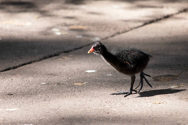 istock the dusky moorhen is walking on a path 2235920639