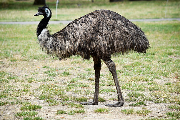 istock this is a side view of an emu 2235920703