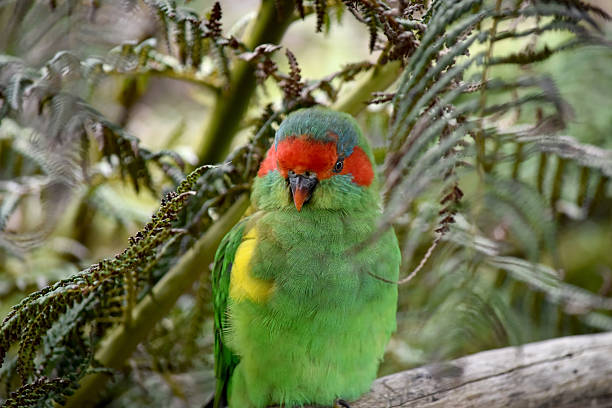 istock this is a close up of a musk lorikeet 2235920939