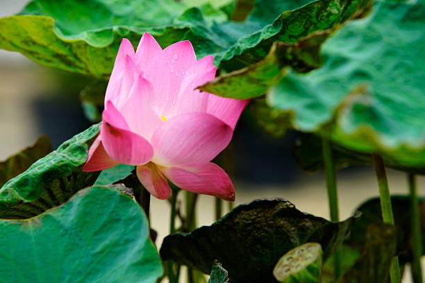 istock Pink Lotus Flower Surrounded by Green Leaves in Tranquil Setting 2235921071