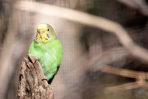 a single yellow and green Budgerigar (Melopsittacus undulatus) isolated on a natural desert background