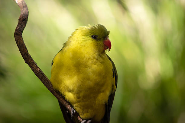 The male Regent Parrot has a general yellow appearance with the tail and outer edges of the wings being dark blue-black.