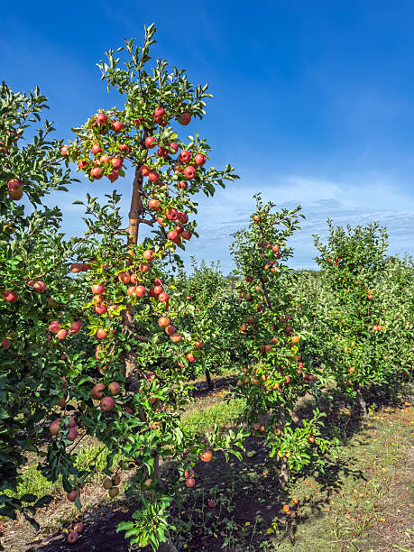 istock Rows of Fruit-Laden Trees Ready for Harvest.Ripe Red Apples Hanging from Branches in a Sunny Orchard.Idyllic Apple Farm Landscape Vibrant Apple Trees in Full Bloom with Mature Fruit 2235922146