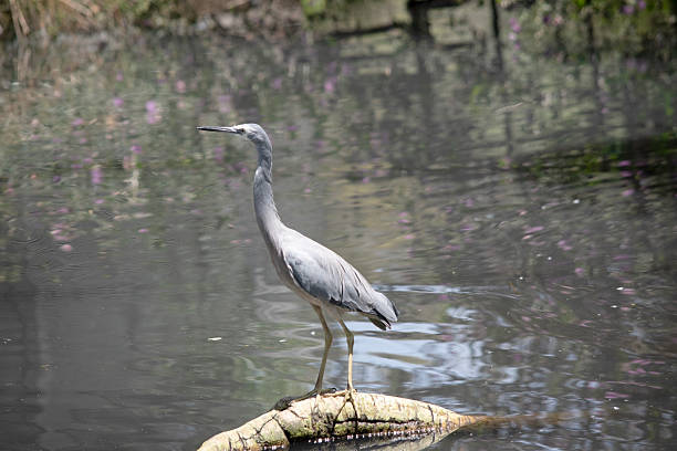 istock this is a side view of a white faced heron 2235922170