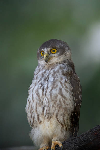 istock the barking owl is staring with its big yellow eyes 2235922302