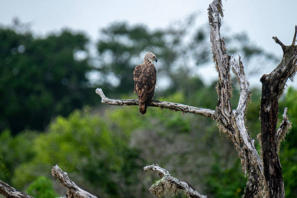 istock A majestic Grey-headed Fish Eagle perches on a weathered branch amidst lush green foliage. 2235922384