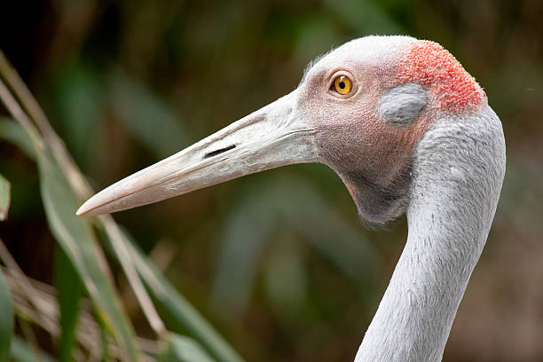 istock this is a side view of a brolga 2235922847