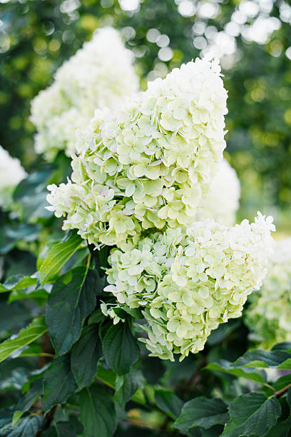 istock Climbing Hydrangea Polar Bear Blooming on Garden Fence 2235924284