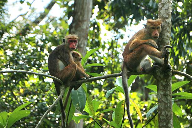 istock wild monkeys in Sri Lanka 2235927933