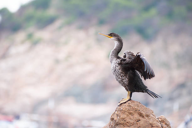 Cormorant perched on a rock by the sea, drying its wings in the sun.