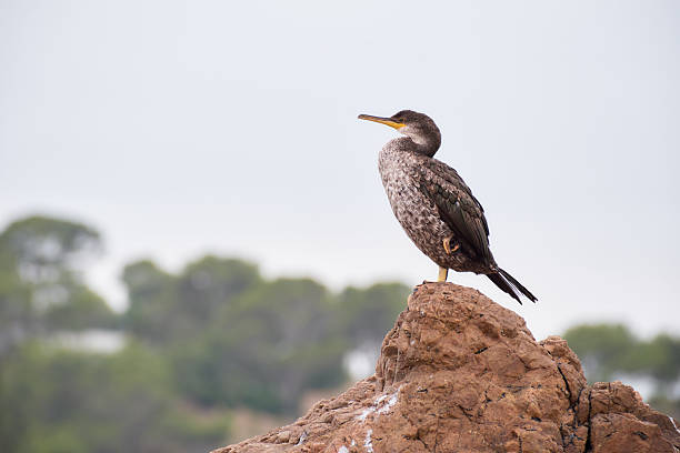 Spotted shag perched on a rock against a blurred background of trees.