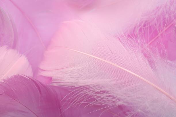 istock Beautiful pink feathers as background, closeup view 2235930556